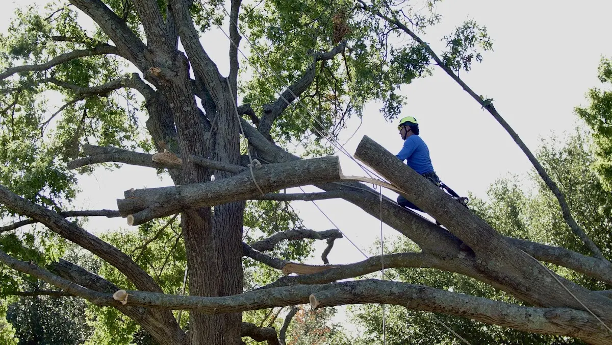 Professional Crown Thinning performed by certified arborists in Rayle