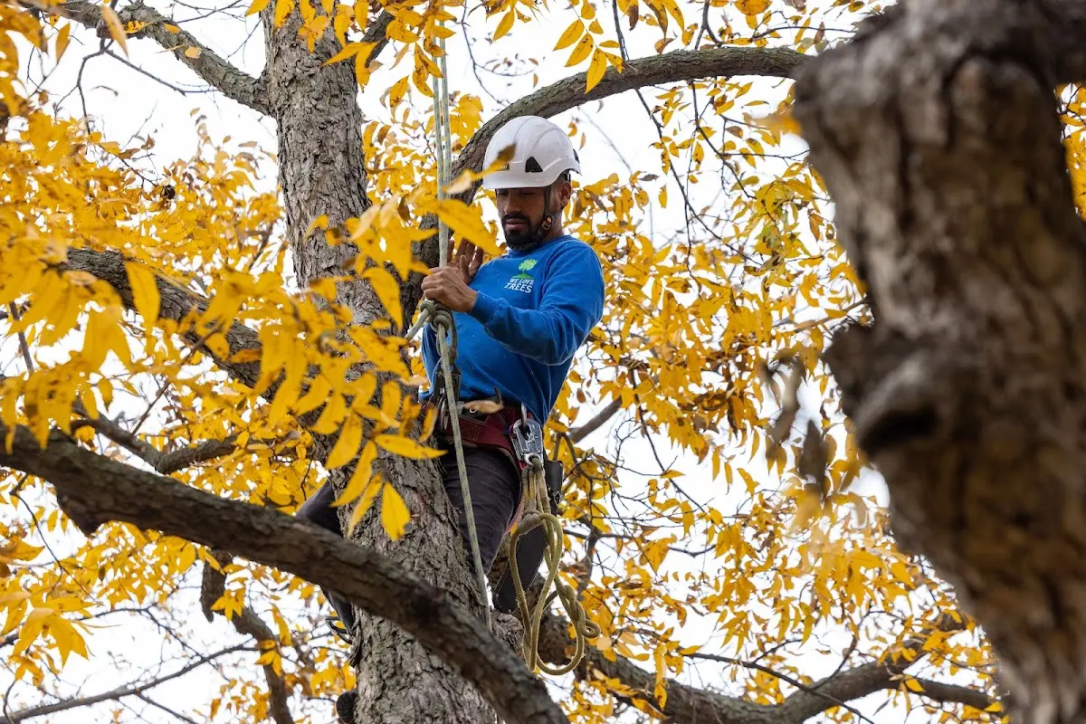Skilled Storm Damage Cleanup crew working in Rayle